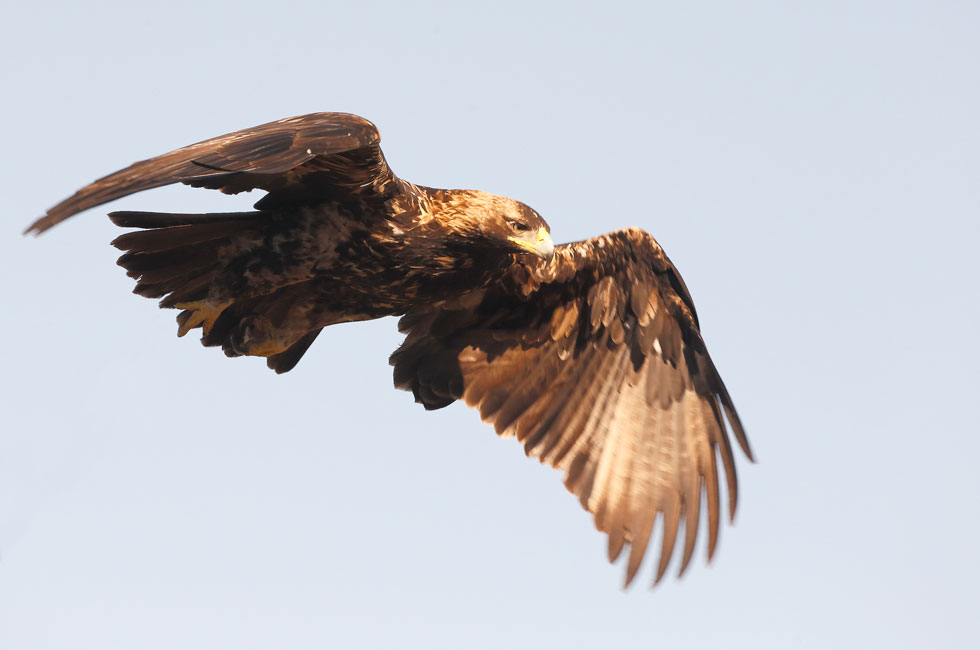 Imagen 3 de la galería de Águila Imperial - Imperial eagle